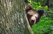 Erlebnisparadies Gorski Kotar - das Naturwunder an der kroatischen Adria