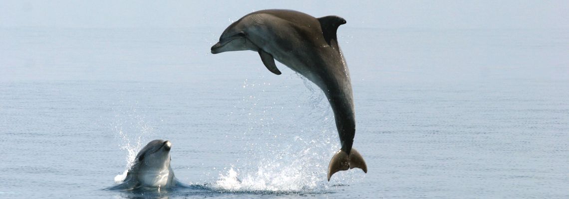 Lošinj – Mediterrane Sonneninsel und Insel der Vitalität Lošinj – Mediterrane Sonneninsel und Insel der Vitalität