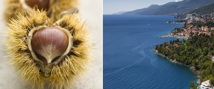 Maroniherbst für Genießer in der kroatischen Region Kvarner