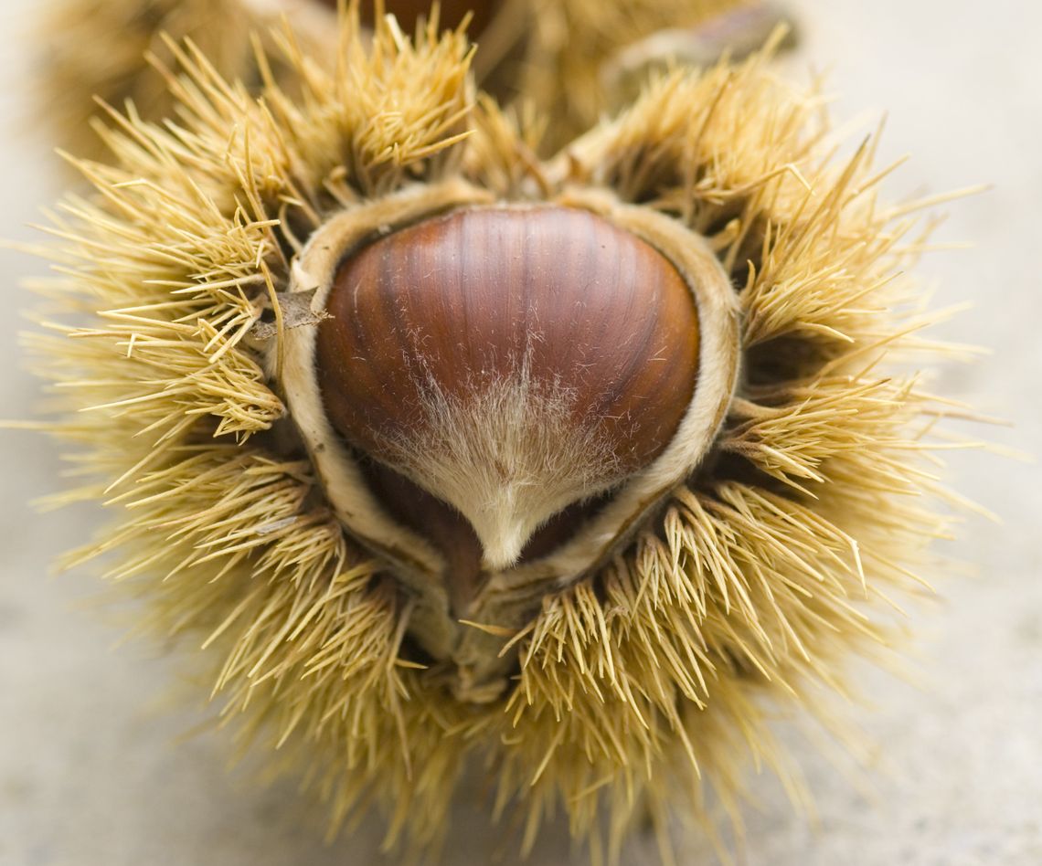 Maroniherbst für Genießer in der kroatischen Region Kvarner