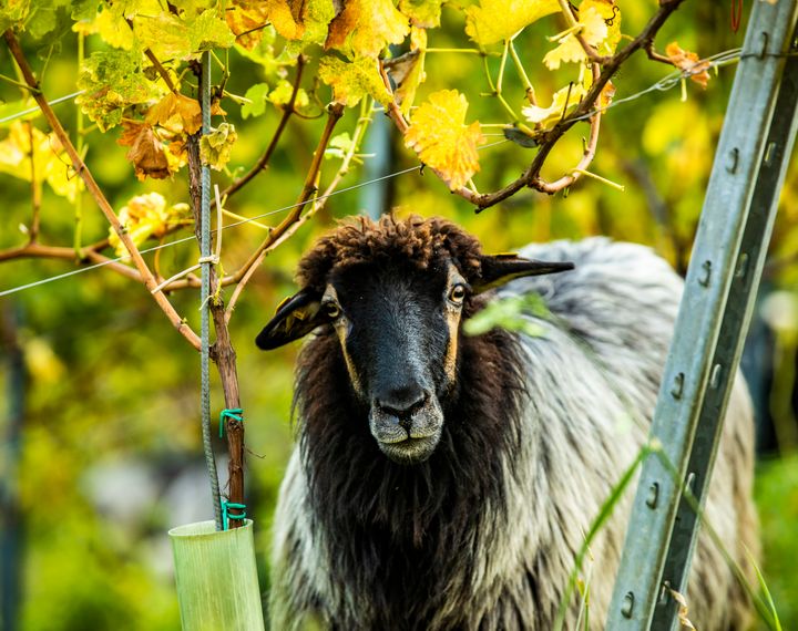 Genießerhotel & Weingut Sattlerhof