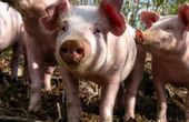 Bio Austria und Slow Food: Für eine zukunftsfähige Esskultur