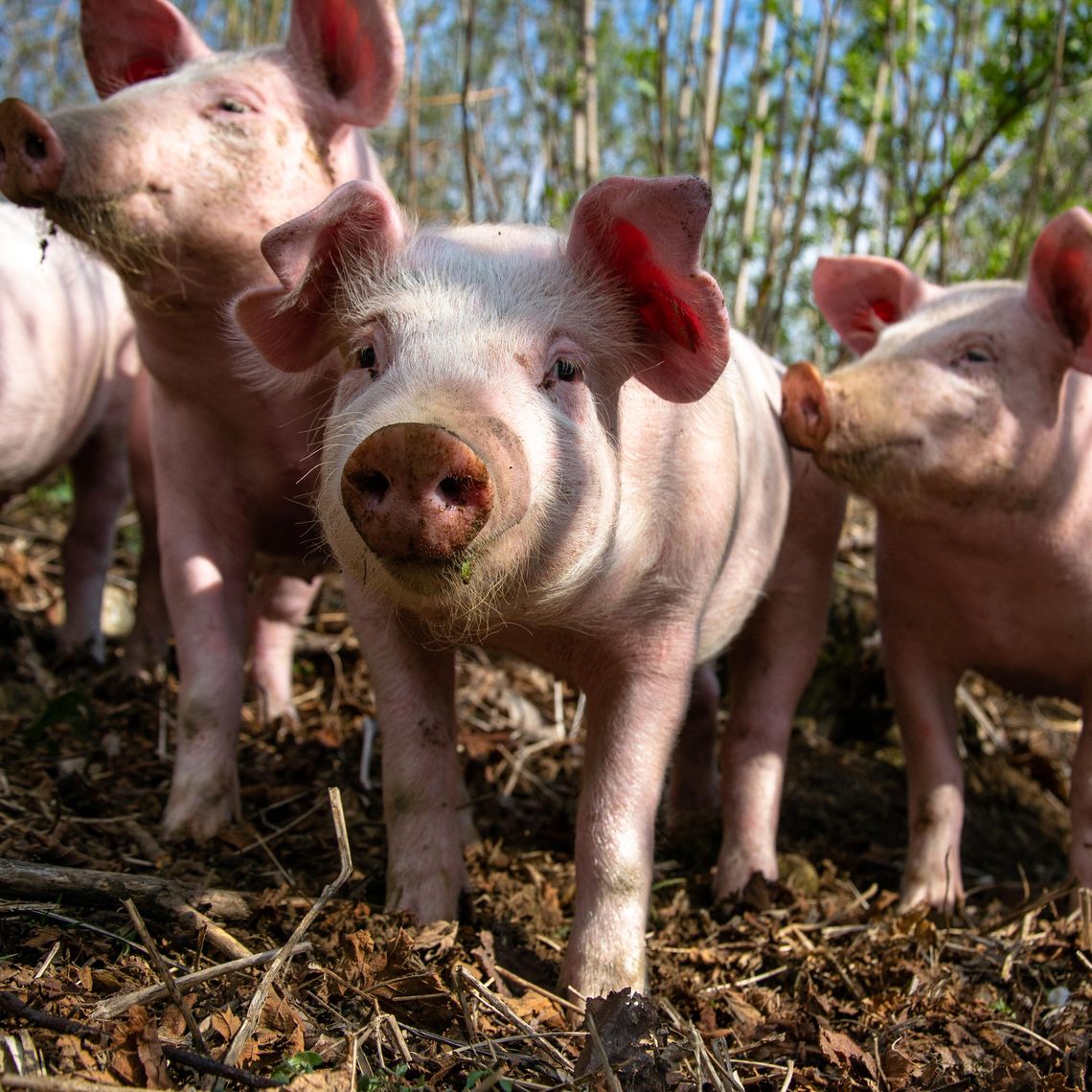 Bio Austria und Slow Food: Für eine zukunftsfähige Esskultur
