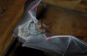 Fledermaus-Safari, Schluchtenklettern und Schatzsuche im Kaiserwinkl