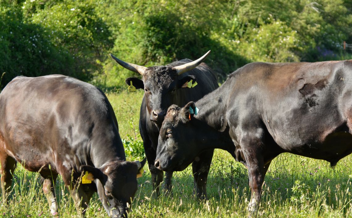 Mallorca: Spitzenfleisch von glücklichen Rindern