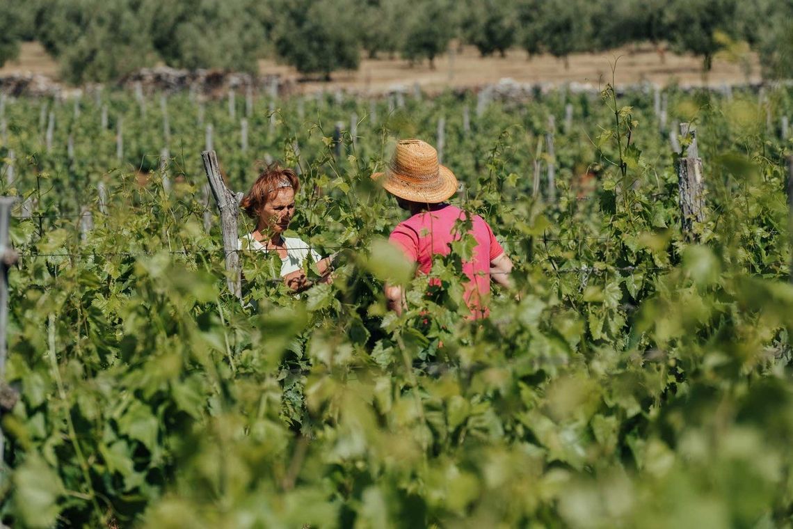 Flaschenweise natürlicher Charakter: Festival der Naturweine in Lovran