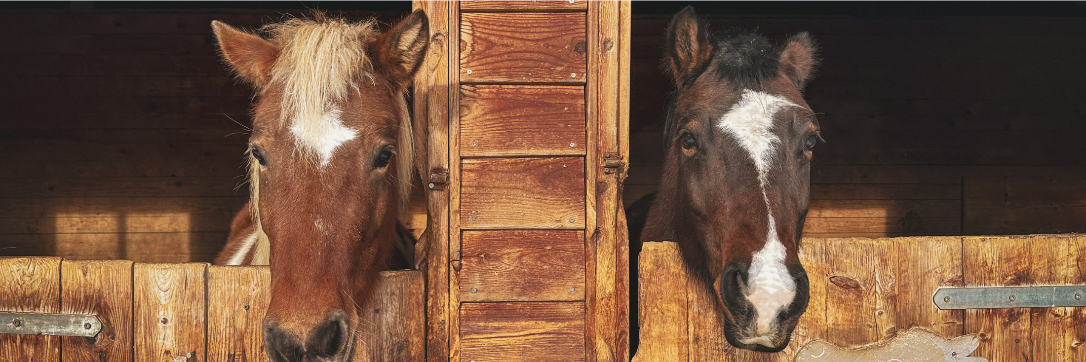 Reitferien für kleine Ponyfans Reitferien für kleine Ponyfans
