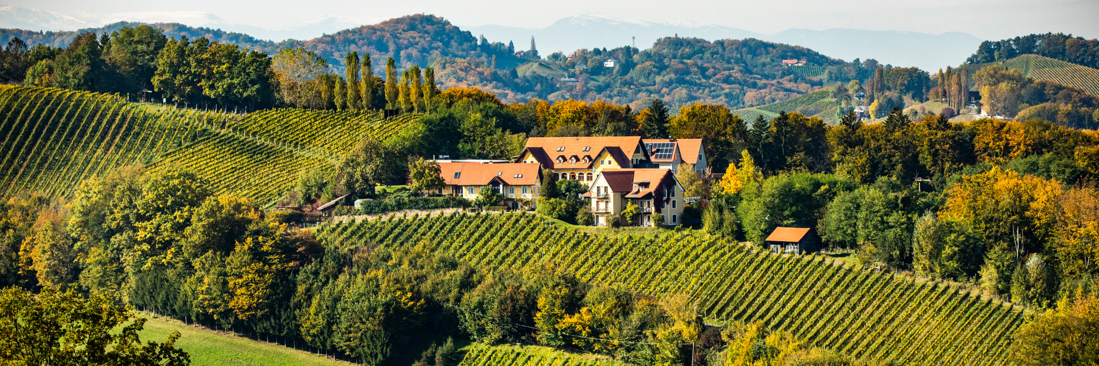 Gourmet-BBQ und herrlich wohnen am Top-Weingut Gourmet-BBQ und herrlich wohnen am Top-Weingut