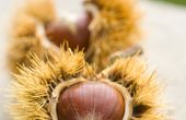 Maroniherbst für Genießer in der kroatischen Region Kvarner