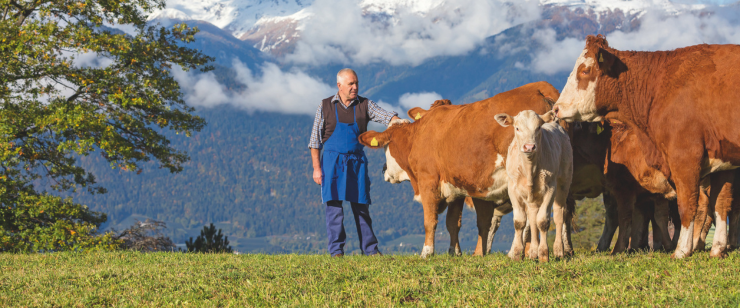 Echtes Bauernhofleben zum Anfassen